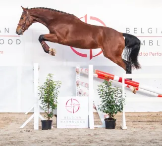 BWP Top Stallion Auction, a unique market place giving access to healthy and durable performance blood