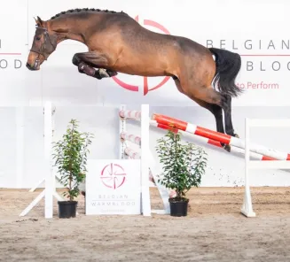 BWP Top Stallion Auction: enchérir en ligne ou par téléphone