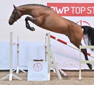 BWP Top Stallion Auction: Registreer je nu al!