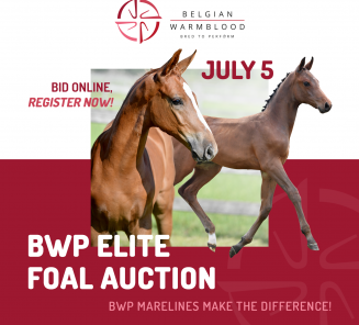 elite foal auction