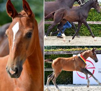 Omzet negeren bevestigen De “BWP Online Foal Auction”: koop een veulen uit het beste  springpaardenstamboek ter wereld! | Belgian Warmblood
