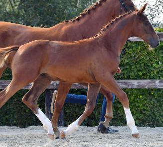 Vesper Online Foal Auction