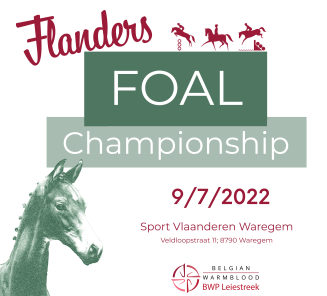 Flanders Foal Championship