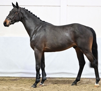 BWP Top Stallion Auction 2023