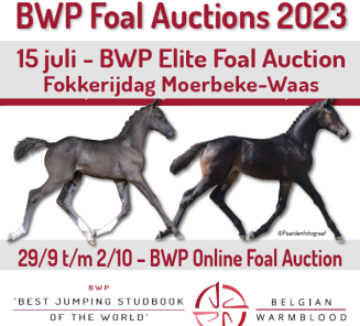 BWP Foal Auctions 2023