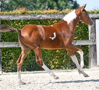BWP Online Foal Auction