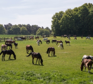 Meerdaalhof