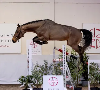 YOUNG HORSES AUCTION