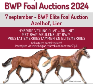 BWP Foal Auctions 2024