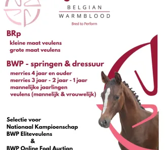Fokkerijdag Pittem-Torhout 