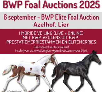 foal auctions bwp