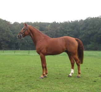 Wandor vd Mispelaere