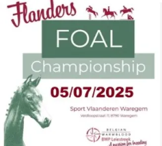 flanders foal championship