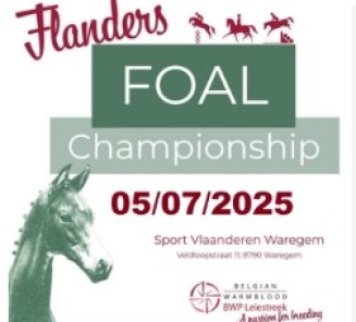 flanders foal championship