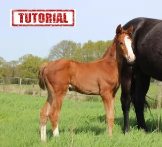 tutorial_ veulenregistratie