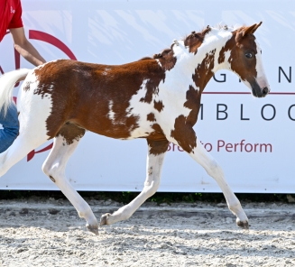 online foal auction brp
