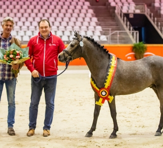 Jan Ceusters bij de huldiging van zijn fokproduct Ubor van de Nieuwe Heide (v. Quint van de Groenheuvel) als kampioenhengst BRP keuring 2019