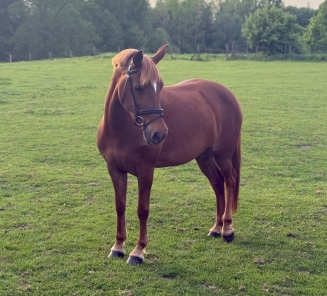 Winnonah de Weikes