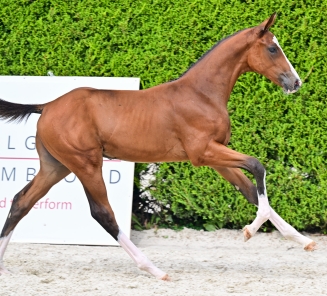 cortino elite foal auction