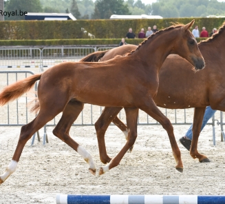 Coco Jambo vh Bloemenhof