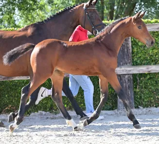 online foal auction