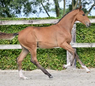 online foal auction camiel breeze