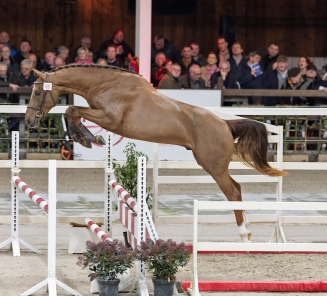 Hengstenkeuring 2026