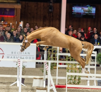 hengstenkeuring 2026