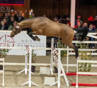 hengstenkeuring 2026