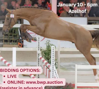 top stallion auction