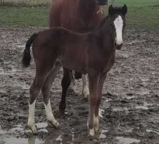dolly eerste veulen