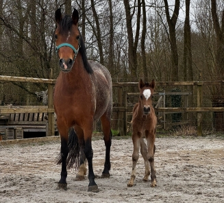 HOT CHOCOLATE VAN STRIJTEM