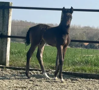 DREAMSTAR DE PERQUIESSE