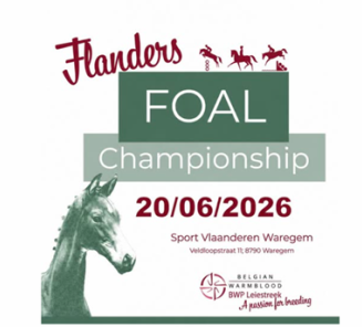 flanders foal championship 2026