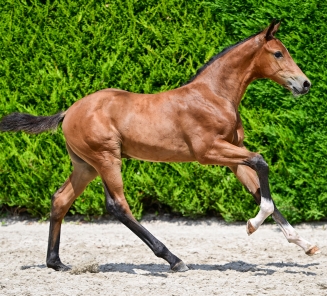 elite foal auction 2026