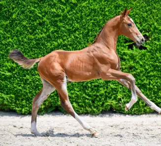 VANDAAG ELITE FOAL AUCTION