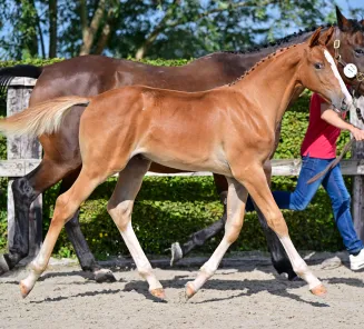 Online Foal Auction 2026