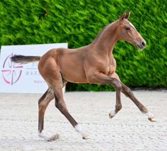 Duvel vh Dingeshof topper online foal auction