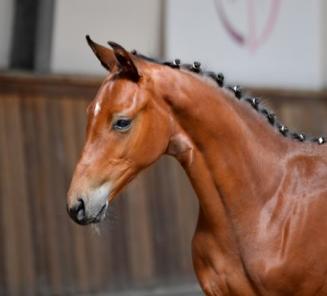 Belgian Warmblood-BWP organizes 2 foal auctions this year!