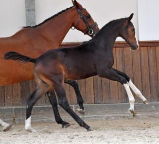 BWP Online Foal Auction: les dernières heures