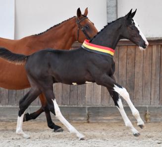 Presque 40.000 euros pour l'as de la vente aux enchères le BWP Online Foal Auction