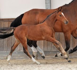 BWP Online Foal Auction: bidding has started