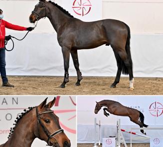 “BWP Young Horses Auction”, een veiling met top BWP-spring-en dressuurbloed