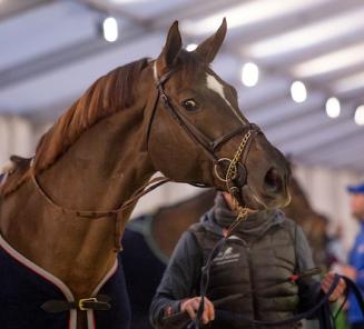 Jongste winnaar Hickstead Derby wint met BWPer Hearton du Boix Halleux