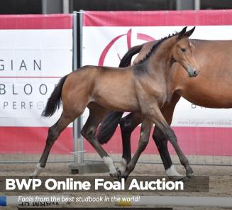 Cataloog BWP Online Foal Auction