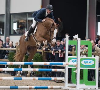 Ermitage Kalone wint de BWP Young Stallion Award