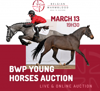 Klik hier voor de livestream van de BWP Young Horses Auction