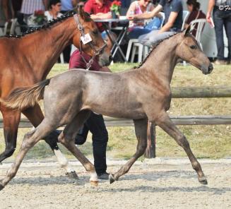 Zanotelli & Isabeau de Lauby winnen GP Bonheiden