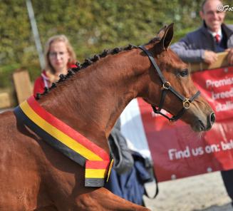 Nationaal veulenkampioenschap: inschrijvingen gesloten wegens groot succes