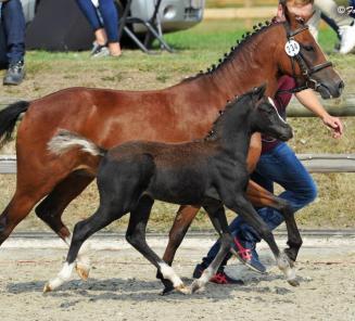 Hengstenrapporten in Speciale Editie EquiTime Hengstenrapporten in Speciale Editie EquiTime